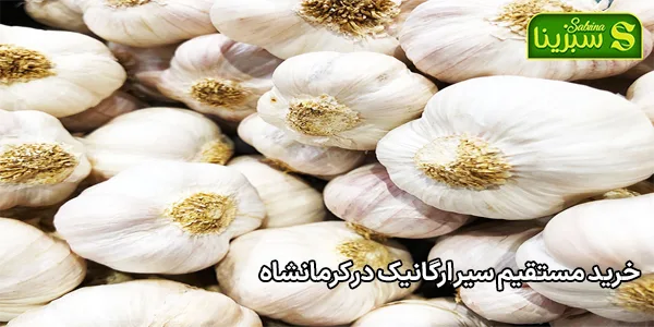 خرید مستقیم سیر ارگانیک در کرمانشاه خرید مستقیم سیر ارگانیک در کرمانشاه