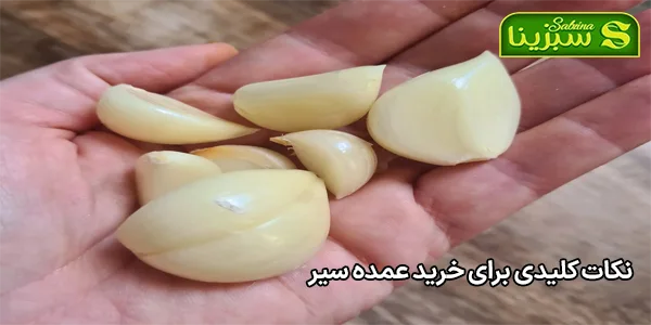 نکات کلیدی برای خرید عمده سیر نکات کلیدی برای خرید عمده سیر