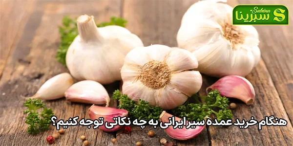 هنگام خرید عمده سیر ایرانی به چه نکاتی توجه کنیم؟ هنگام خرید عمده سیر ایرانی به چه نکاتی توجه کنیم؟