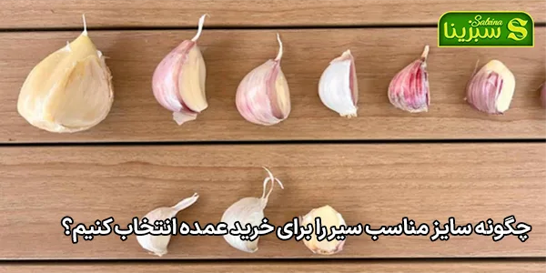 چگونه سایز مناسب سیر را برای خرید عمده انتخاب کنیم؟ چگونه سایز مناسب سیر را برای خرید عمده انتخاب کنیم؟